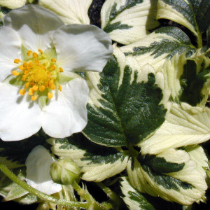 Buy Fragaria x ananassa 'Variegata' Strawberry Variegated | Herb Plant for Sale in 9cm Pot Buy Fragaria x ananassa 'Variegata' Strawberry Variegated | Herb Plant for Sale in 9cm Pot