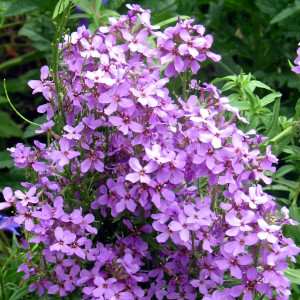 Buy Hesperis matronalis 'Purple' Sweet Rocket Purple | Buy Herb Plant Online in 1 Litre Pot Buy Hesperis matronalis 'Purple' Sweet Rocket Purple | Buy Herb Plant Online in 1 Litre Pot