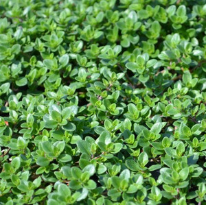 Buy Prostrate Thyme (Thymus prostratus) | Herb Plants for Sale Buy Prostrate Thyme (Thymus prostratus) | Herb Plants for Sale
