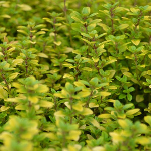Buy Thymus pulegioides 'Archers Gold' Thyme Archers Gold | Herb Plant for Sale in 9cm Pot Buy Thymus pulegioides 'Archers Gold' Thyme Archers Gold | Herb Plant for Sale in 9cm Pot