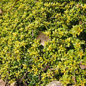 Buy Thymus citriodorus 'Bertram Anderson' Thyme Bertram Anderson | Herb Plant for Sale in 9cm Pot Buy Thymus citriodorus 'Bertram Anderson' Thyme Bertram Anderson | Herb Plant for Sale in 9cm Pot