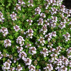 Buy Thymus vulgaris 'Rose' Thyme 'Rose | Herb Plant for Sale in 9cm Pot
