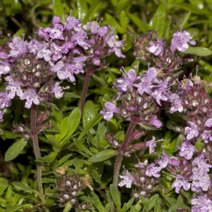 Buy Thymus serpyllum 'Lemon Curd' Thyme Lemon Curd | Herb Plant for Sale in 9cm Pot