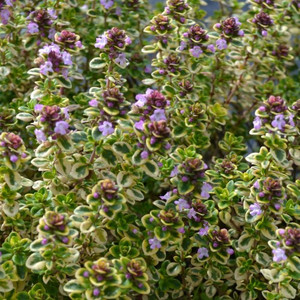 Buy Thymus 'Lemon Variegated' Thyme Lemon Variegated | Herb Plant for Sale in 9cm Pot Buy Thymus 'Lemon Variegated' Thyme Lemon Variegated | Herb Plant for Sale in 9cm Pot