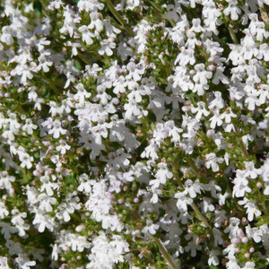 Buy Thymus 'Fragrantissimus' Thyme Orange Scented | Herb Plant for Sale in 9cm Pot Buy Thymus 'Fragrantissimus' Thyme Orange Scented | Herb Plant for Sale in 9cm Pot