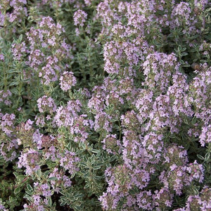 Buy Thymus valgaris 'Silver Queen' Thyme Silver Queen | Herb Plant for Sale in 9cm Pot Buy Thymus valgaris 'Silver Queen' Thyme Silver Queen | Herb Plant for Sale in 9cm Pot