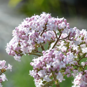 Buy Valeriana officinalis Valerian | Herbs Seeds from Hooksgreen Herbs