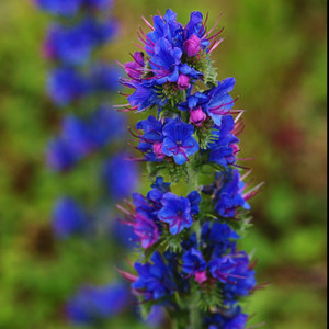 vipers bugloss vipers bugloss