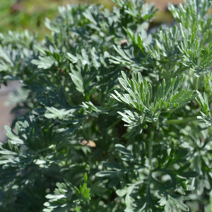 Buy Artemisia absinthium 'Wormwood' | Buy Herb Plant Online in 1 Litre Pot Buy Artemisia absinthium 'Wormwood' | Buy Herb Plant Online in 1 Litre Pot