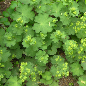 Buy Alchemilla xanthochlora 'Lady's Mantle' | Buy Herb Plant Online in 1 Litre Pot Buy Alchemilla xanthochlora 'Lady's Mantle' | Buy Herb Plant Online in 1 Litre Pot