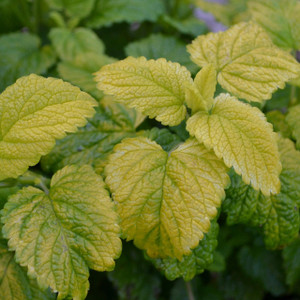 Buy Melissa officinalis 'All Gold' Lemon Balm, All Gold | Herb Plant for Sale in 9cm Pot Buy Melissa officinalis 'All Gold' Lemon Balm, All Gold | Herb Plant for Sale in 9cm Pot