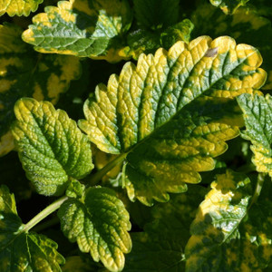 Buy Melissa officinalis 'Aurea' Lemon Balm, Variegated | Buy Herb Plant Online in 9cm Pot Buy Melissa officinalis 'Aurea' Lemon Balm, Variegated | Buy Herb Plant Online in 9cm Pot