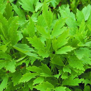 Buy Levisticum officinal 'Lovage' | Buy Herb Plant Online in 1 Litre Pot Buy Levisticum officinal 'Lovage' | Buy Herb Plant Online in 1 Litre Pot