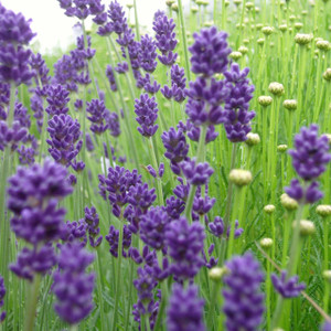 Buy Lavandula angustifolia 'Folgate' Lavender, Folgate (9cm Pot) Buy Lavandula angustifolia 'Folgate' Lavender, Folgate (9cm Pot)