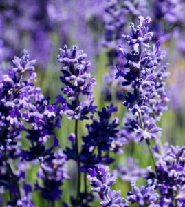 Lavandula x intermedia'Grappenhall' (Lavender'Grappenhall') Herb Plant