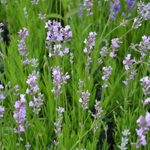 Buy Lavandula angustifolia 'Jean Davis' Lavender Jean Davis | Herb Plant for Sale in 9cm Pot Buy Lavandula angustifolia 'Jean Davis' Lavender Jean Davis | Herb Plant for Sale in 9cm Pot