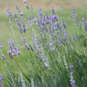 Buy Lavandula angustfolia 'Royal Purple' Lavender Royal Purple | Herb Plant for Sale in 9cm Pot Buy Lavandula angustfolia 'Royal Purple' Lavender Royal Purple | Herb Plant for Sale in 9cm Pot