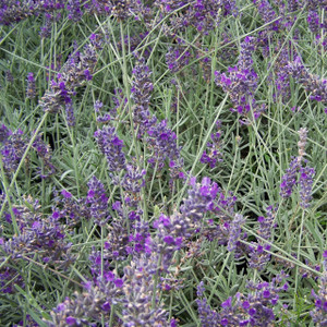 Buy Lavandula x chaytoriae 'Sawyers' Lavender Sawyers | Herb Plant for Sale in 9cm Pot