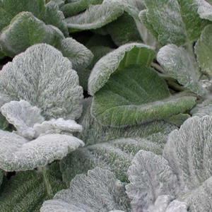 Buy Salvia 'argentea' Sage Silver | Buy Herb Plant Online in 1 Litre Pot
