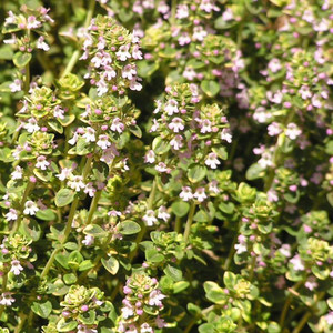 Buy Thymus vulgaris 'Thyme Common' | Buy Herb Seeds Online