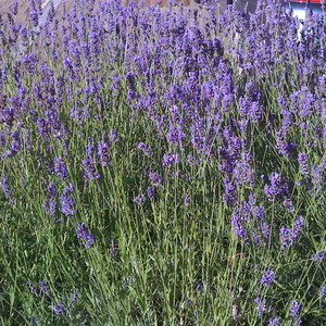 Buy Lavandula angustifolia 'Vera' Lavender Vera | Herb Seeds for Sale