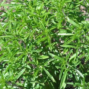 Buy Satureja hortensis Summer Savory | Buy Herb Seeds Online