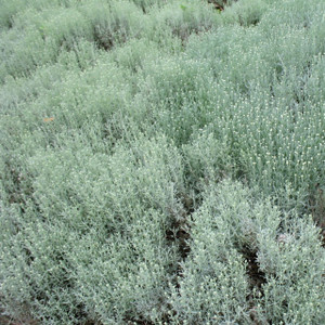 Buy Santolina chamaecyparissus 'Cotton Lavender' | Buy Herb Plant Online in 9cm Pot Buy Santolina chamaecyparissus 'Cotton Lavender' | Buy Herb Plant Online in 9cm Pot