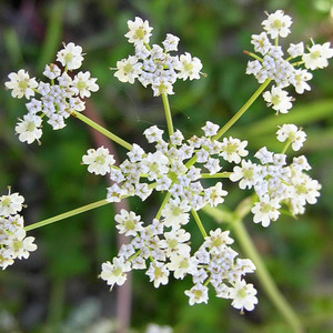 Buy Carum carvi Caraway | Herb Seeds for Sale Buy Carum carvi Caraway | Herb Seeds for Sale