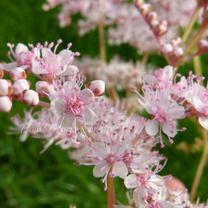 Filipendula ulmaria purpurea | Wild Herb | Buy online