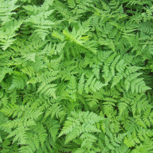Buy Myrrhus odorata Sweet Cicely | Herb Seeds for Sale