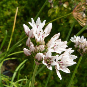 Allium ramosum | Fragrant-flowered Garlic Chives | Herbs online