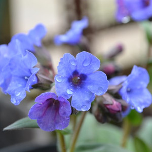 Buy Pulmonaria 'Blue Ensign' Lungwort | Herb Plant for Sale in 1 Litre Pot