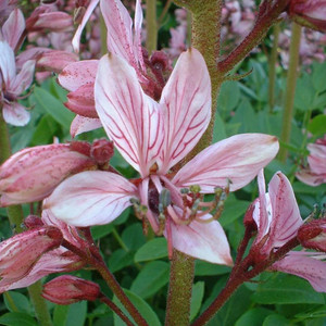 Buy Dictamnus albus var. purpureus Gas Plant (pink flower) | Buy Herb Plant Online in 1 Litre Pot Buy Dictamnus albus var. purpureus Gas Plant (pink flower) | Buy Herb Plant Online in 1 Litre Pot