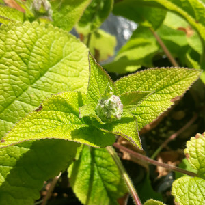 Phlomis cashmeriana (Kashmir Sage) in bud | Buy Herb Plant Online