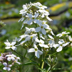 Buy Sweet Rocket (Sweet Rocket White) | Herb Plants for Sale