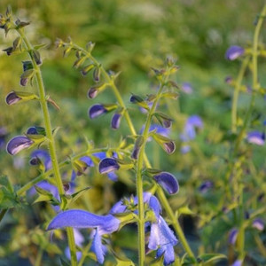 Buy Salvia Patens 'Guanajuato', Sage Guanajuato | Buy Herb Plant Online in 1 Litre Pot