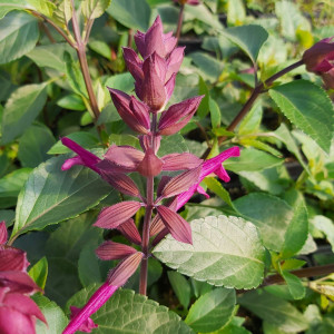 Salvia 'Wendy's wish' in bud | Wishes Series | Herb Plant