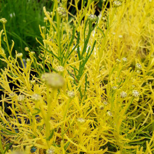 Santolina rosmarinifolia 'Lemon Fizz'(Cotton Lavender'Lemon Fizz')|Herb Plant for sale in 1 Litre Pot