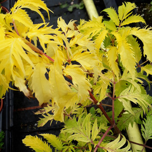 Sambucus racemosa 'Sutherland Gold' (Elder, 'Sutherland Gold') Herb Plant | Herb Plant for sale in 1 Litre Pot