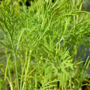 Buy Anethum graveolens 'Fernleaf' Dill Fernleaf | Buy Herb Seeds Online Buy Anethum graveolens 'Fernleaf' Dill Fernleaf | Buy Herb Seeds Online