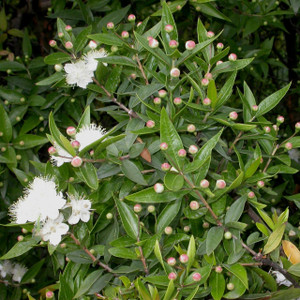 Buy Myrtus communis, Myrtle Communis | Buy Herb Plant Online in 1 Litre Pot