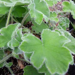 Pelargonium 'Tomentosum'(Geranium Peppermint Scented )|Buy Herb Plant online in 1 Litre Pot Pelargonium 'Tomentosum'(Geranium Peppermint Scented )|Buy Herb Plant online in 1 Litre Pot