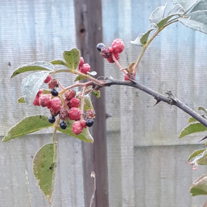 Buy Zanthoxylum simulans (Sichuan pepper) Herb Tree | Herb Seeds for Sale Buy Zanthoxylum simulans (Sichuan pepper) Herb Tree | Herb Seeds for Sale