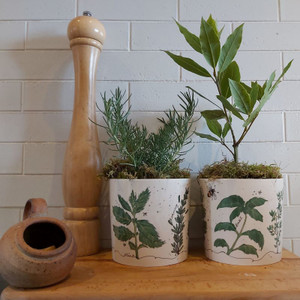 Fine Bone China Herb Planter | Buy Online