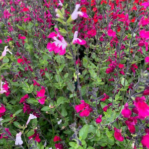 Salvia 'Cherry Lips'  | Herb Plant for sale  in 1litre pot