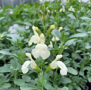 Salvia rosmarinus 'Green Ginger' (Rosemary 'Green Ginger') Herb Plant