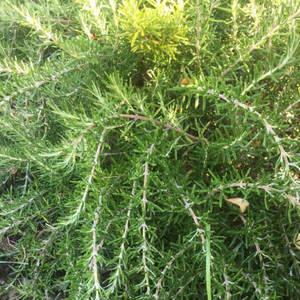 Rosmarinus officinalis 'Sorcerers Apprentice' (Rosemary 'Sorcerers Apprentice') | Herb Plant for sale in 9cm pot