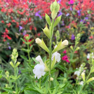 Salvia greggii 'Alba' (Autumn Sage 'Alba')| Herb Plant for sale in 1 Litre pot Salvia greggii 'Alba' (Autumn Sage 'Alba')| Herb Plant for sale in 1 Litre pot