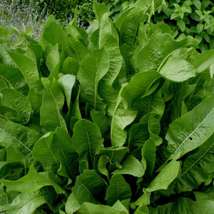 Buy Armoracia rusticana Horseradish | Herb Plant for Sale in 9cm Pot Buy Armoracia rusticana Horseradish | Herb Plant for Sale in 9cm Pot