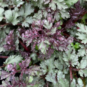 Artemisia vulgaris 'Bronze' (Mugwort Bronze) Herb Plant in 1 Litre Pot Artemisia vulgaris 'Bronze' (Mugwort Bronze) Herb Plant in 1 Litre Pot